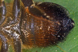 Megachile willughbiella / Garten-Blattschneiderbiene / Megachilinae ("Blattschneiderbienenartige") / Hautflügler - Hymenoptera