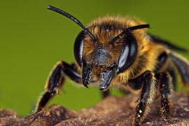 Megachile willughbiella / Garten-Blattschneiderbiene / Megachilinae ("Blattschneiderbienenartige") / Hautflügler - Hymenoptera