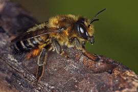 Megachile willughbiella / Garten-Blattschneiderbiene / Megachilinae ("Blattschneiderbienenartige") / Hautflügler - Hymenoptera