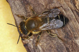 Megachile willughbiella / Garten-Blattschneiderbiene / Megachilinae ("Blattschneiderbienenartige") / Hautflügler - Hymenoptera
