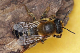 Megachile willughbiella / Garten-Blattschneiderbiene / Megachilinae ("Blattschneiderbienenartige") / Hautflügler - Hymenoptera