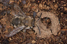 Melecta albifrons / Gemeine Trauerbiene / Apidae ("Echte Bienen" - Apinae) / Hautflgler - Hymenoptera