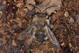 Melecta albifrons / Gemeine Trauerbiene / Apidae ("Echte Bienen" - Apinae) / Hautflgler - Hymenoptera