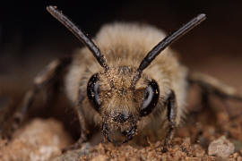 Melecta albifrons / Gemeine Trauerbiene / Apidae ("Echte Bienen" - Apinae) / Hautflgler - Hymenoptera