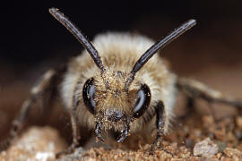 Melecta albifrons / Gemeine Trauerbiene / Apidae ("Echte Bienen" - Apinae) / Hautflgler - Hymenoptera