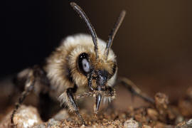 Melecta albifrons / Gemeine Trauerbiene / Apidae ("Echte Bienen" - Apinae) / Hautflgler - Hymenoptera