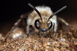 Melecta albifrons / Gemeine Trauerbiene / Apidae ("Echte Bienen" - Apinae) / Hautflgler - Hymenoptera