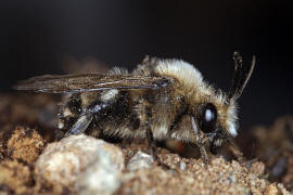 Melecta albifrons / Gemeine Trauerbiene / Apidae ("Echte Bienen" - Apinae) / Hautflügler - Hymenoptera