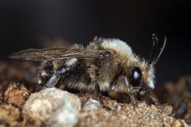 Melecta albifrons / Gemeine Trauerbiene / Apidae ("Echte Bienen" - Apinae) / Hautflgler - Hymenoptera