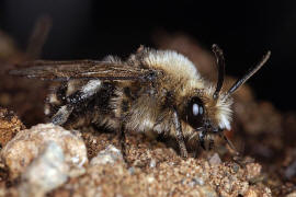 Melecta albifrons / Gemeine Trauerbiene / Apidae ("Echte Bienen" - Apinae) / Hautflgler - Hymenoptera