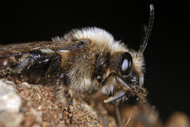 Melecta albifrons / Gemeine Trauerbiene / Apidae ("Echte Bienen" - Apinae) / Hautflgler - Hymenoptera