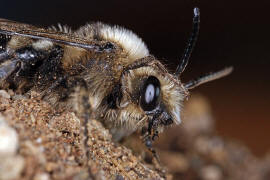 Melecta albifrons / Gemeine Trauerbiene / Apidae ("Echte Bienen" - Apinae) / Hautflgler - Hymenoptera