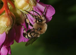 Melecta albifrons / Gemeine Trauerbiene / Apidae ("Echte Bienen" - Apinae) / Hautflgler - Hymenoptera