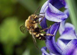 Melecta albifrons / Gemeine Trauerbiene / Apidae ("Echte Bienen" - Apinae) / Hautflgler - Hymenoptera