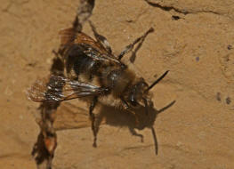 Melecta albifrons / Gemeine Trauerbiene / Apidae ("Echte Bienen" - Apinae) / Hautflgler - Hymenoptera