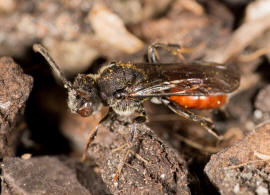 Nomada fabriciana / Rotschwarze Wespenbiene / Apidae - Echte Bienen / Ordnung: Hautflügler - Hymenoptera