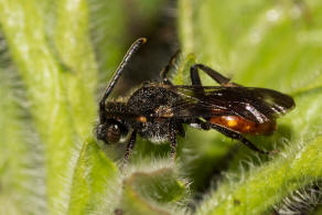 Nomada fabriciana / Rotschwarze Wespenbiene / Apidae - Echte Bienen / Ordnung: Hautflügler - Hymenoptera