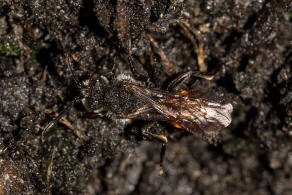 Nomada fabriciana / Rotschwarze Wespenbiene / Apidae - Echte Bienen / Ordnung: Hautflgler - Hymenoptera