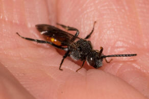 Nomada fabriciana / Rotschwarze Wespenbiene / Apidae - Echte Bienen / Ordnung: Hautflgler - Hymenoptera