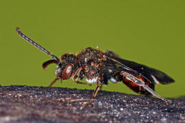 Nomada flavoguttata / Gelbfleckige Wespenbiene / Apinae (Echte Bienen) / Ordnung: Hautflgler - Hymenoptera