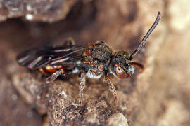 Nomada flavoguttata / Gelbfleckige Wespenbiene / Apinae (Echte Bienen) / Ordnung: Hautflgler - Hymenoptera