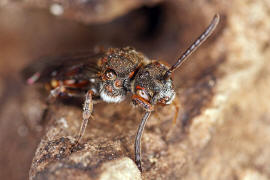 Nomada flavoguttata / Gelbfleckige Wespenbiene / Apinae (Echte Bienen) / Ordnung: Hautflgler - Hymenoptera