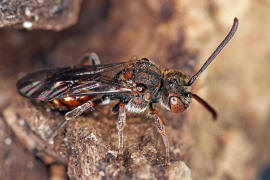 Nomada flavoguttata / Gelbfleckige Wespenbiene / Apinae (Echte Bienen) / Ordnung: Hautflgler - Hymenoptera