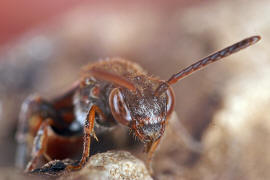 Nomada flavoguttata / Gelbfleckige Wespenbiene / Apinae (Echte Bienen) / Ordnung: Hautflgler - Hymenoptera