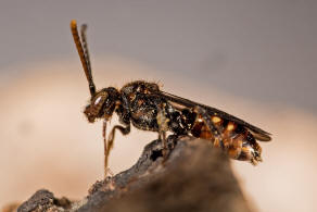 Nomada fabriciana / Rotschwarze Wespenbiene / Apidae - Echte Bienen / Ordnung: Hautflügler - Hymenoptera