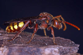 Nomada flava / Gelbe Wespenbiene / Apinae (Echte Bienen) / Ordnung: Hautflgler - Hymenoptera