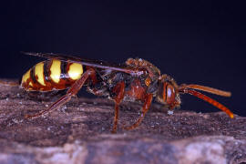 Nomada flava / Gelbe Wespenbiene / Apinae (Echte Bienen) / Ordnung: Hautflgler - Hymenoptera