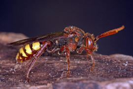 Nomada flava / Gelbe Wespenbiene / Apinae (Echte Bienen) / Ordnung: Hautflgler - Hymenoptera