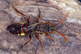 Nomada flava / Gelbe Wespenbiene / Apinae (Echte Bienen) / Ordnung: Hautflgler - Hymenoptera