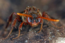 Nomada flava / Gelbe Wespenbiene / Apinae (Echte Bienen) / Ordnung: Hautflgler - Hymenoptera