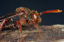 Nomada flava / Gelbe Wespenbiene / Apinae (Echte Bienen) / Ordnung: Hautflgler - Hymenoptera