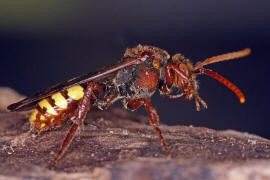 Nomada flava / Gelbe Wespenbiene / Apinae (Echte Bienen) / Ordnung: Hautflgler - Hymenoptera