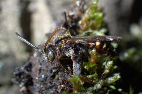 Nomada flavoguttata / Gelbfleckige Wespenbiene / Apinae (Echte Bienen) / Ordnung: Hautflgler - Hymenoptera