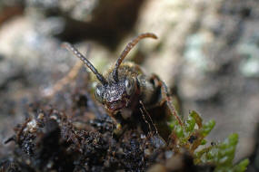 Nomada flavoguttata / Gelbfleckige Wespenbiene / Apinae (Echte Bienen) / Ordnung: Hautflgler - Hymenoptera