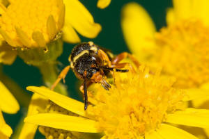 Nomada flavopicta / Greiskraut-Wespenbiene / Apidae (Echte Bienen) / Ordnung: Hautflgler - Hymenoptera