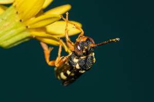 Nomada flavopicta / Greiskraut-Wespenbiene / Apidae (Echte Bienen) / Ordnung: Hautflgler - Hymenoptera