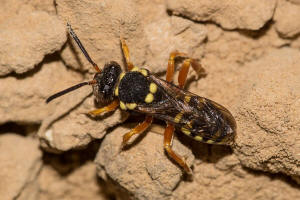 Nomada flavopicta / Greiskraut-Wespenbiene / Apidae (Echte Bienen) / Ordnung: Hautflgler - Hymenoptera