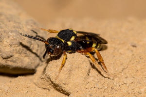 Nomada flavopicta / Greiskraut-Wespenbiene / Apidae (Echte Bienen) / Ordnung: Hautflgler - Hymenoptera