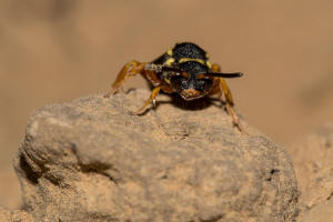 Nomada flavopicta / Greiskraut-Wespenbiene / Apidae (Echte Bienen) / Ordnung: Hautflgler - Hymenoptera