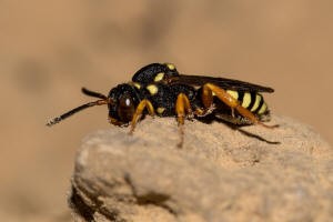 Nomada flavopicta / Greiskraut-Wespenbiene / Apidae (Echte Bienen) / Ordnung: Hautflgler - Hymenoptera