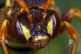 Gesicht frontal / Nomada goodeniana / Feld-Wespenbiene / Apinae (Echte Bienen) / Ordnung: Hautflgler - Hymenoptera