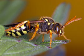 Nomada goodeniana / Feld-Wespenbiene / Apinae (Echte Bienen) / Ordnung: Hautflgler - Hymenoptera