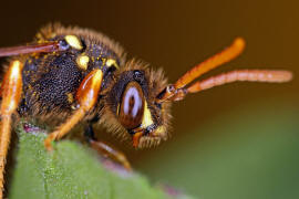 Nomada goodeniana / Feld-Wespenbiene / Apinae (Echte Bienen) / Ordnung: Hautflgler - Hymenoptera