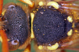 Thorax und Kopf von oben / Nomada goodeniana / Feld-Wespenbiene / Apinae (Echte Bienen) / Ordnung: Hautflügler - Hymenoptera