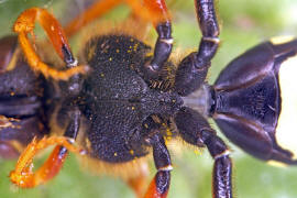 Brust von unten / Nomada goodeniana / Feld-Wespenbiene / Apinae (Echte Bienen) / Ordnung: Hautflgler - Hymenoptera