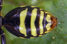 Unterseite Hinterleib / Nomada goodeniana / Feld-Wespenbiene / Apinae (Echte Bienen) / Ordnung: Hautflgler - Hymenoptera